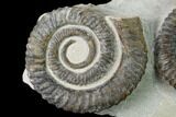 Two Devonian Ammonites (Anetoceras) Fossils - Tazarine, Morocco #146921-1